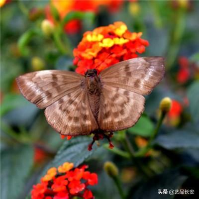 光芯片又迎大牛股！涨近13%，历史新高